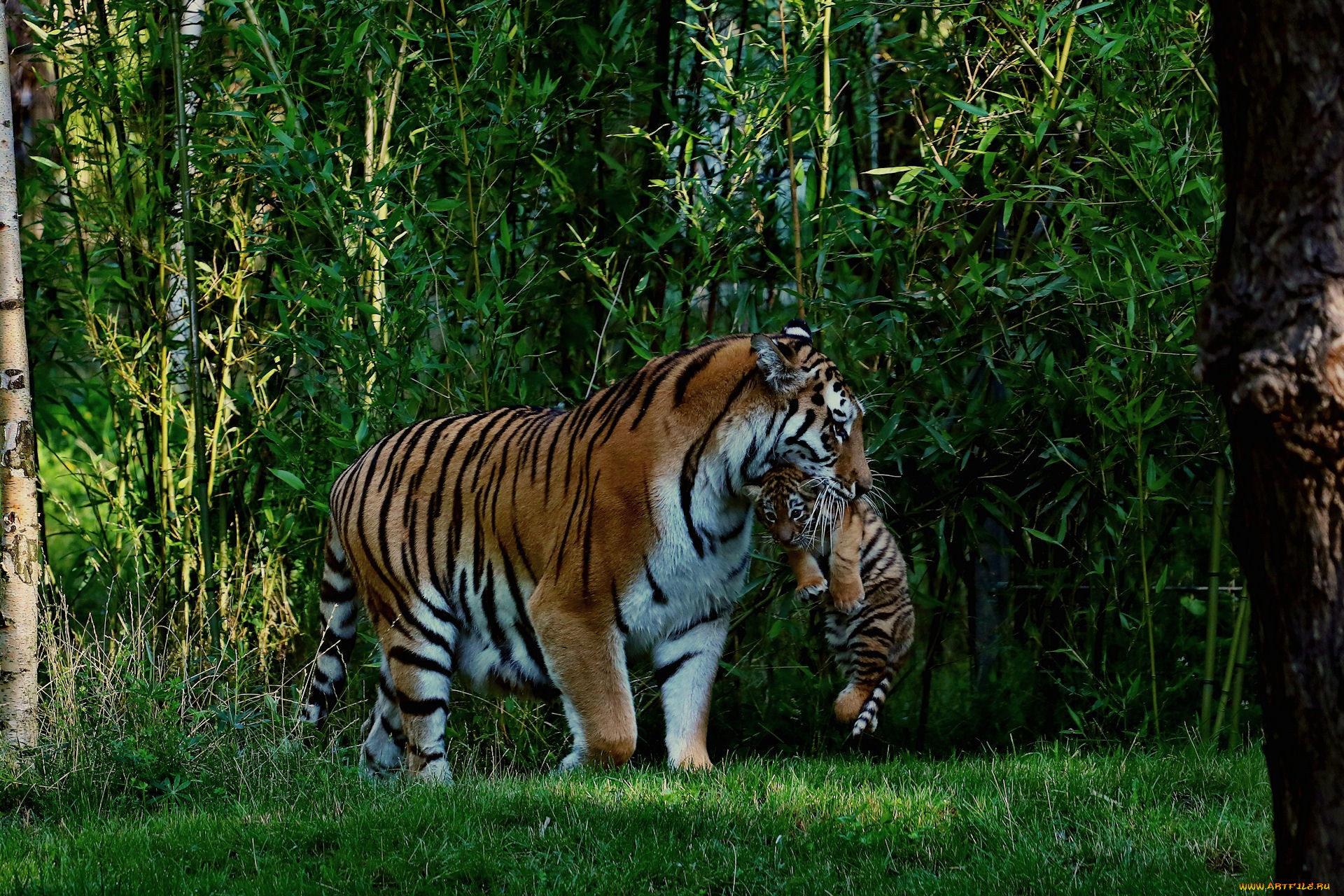 Jungle tiger. Тайгер тигр в джунглях. Тигр тропического леса Индии. Тигр в лесу. Тигр в тропиках.
